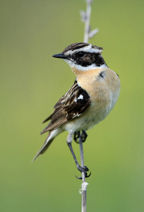 Whinchat 坐在一株植物上