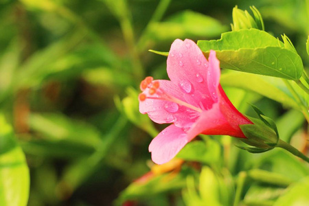 芙蓉花在美丽的大自然图片