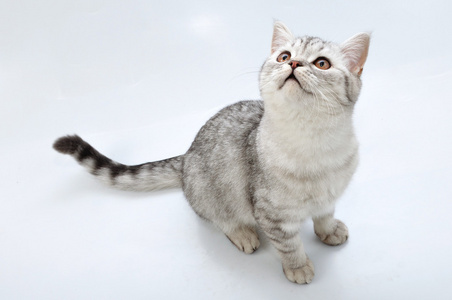 虎斑猫图片