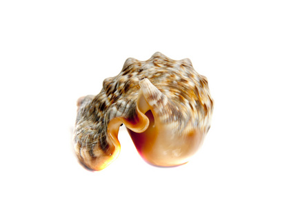凤螺 chrysostomus
