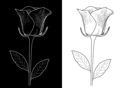 黑色和白色的玫瑰
