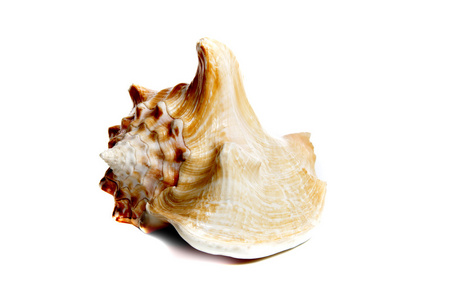 凤门凤螺 costatus照片