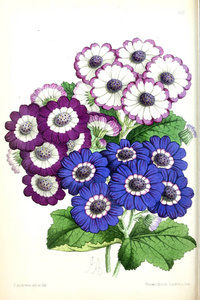 花的插图。花卉杂志包括流行的花园花卉的数字和描述