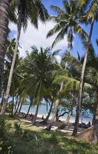 泰国, 苏梅岛 苏梅岛, 海滩上的人和椰子棕榈树