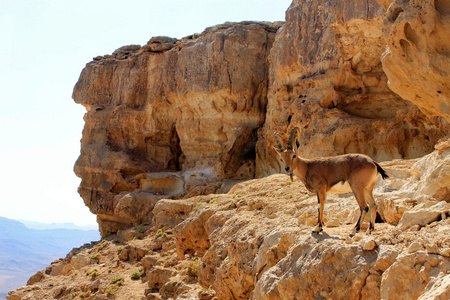 ibex 雷蒙口在悬崖上