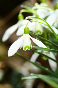 雪花莲的花