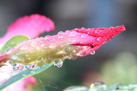 花瓣上的水珠图片