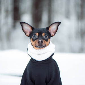 可爱的狗在一条围巾和一件毛衣在冬季森林。方 f