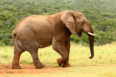 非洲大象南非