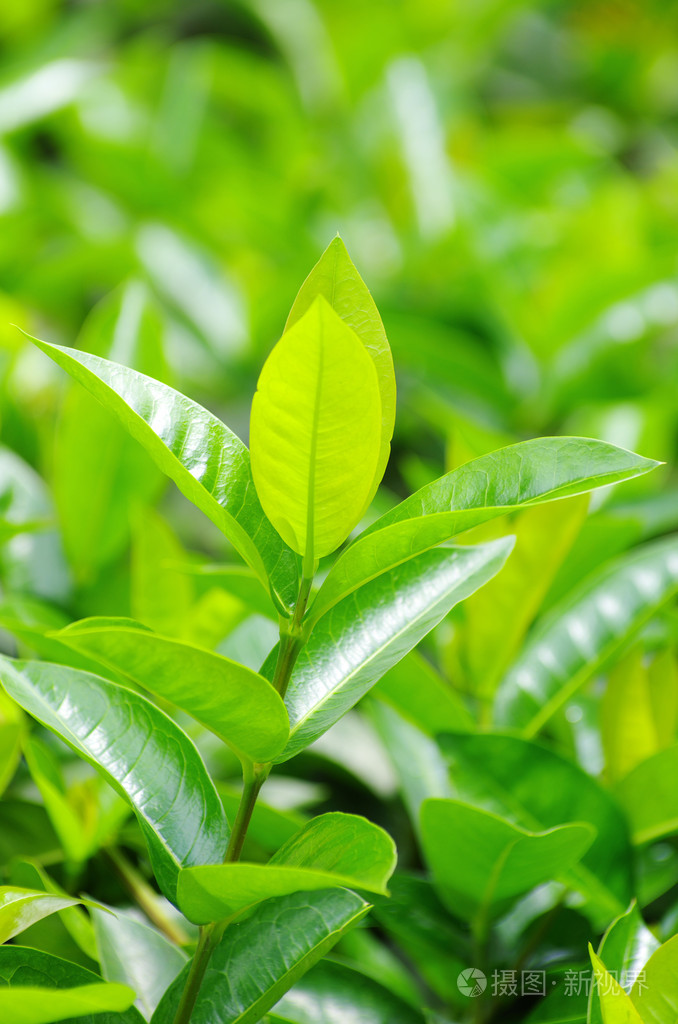 绿茶绿茶