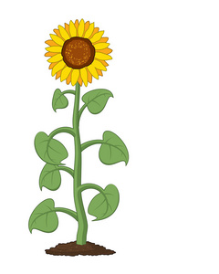 矢量花园向日葵在土壤中生长照片