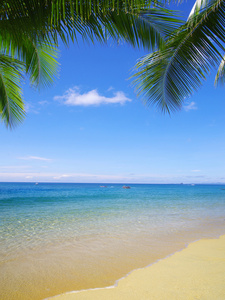 海滩和热带海