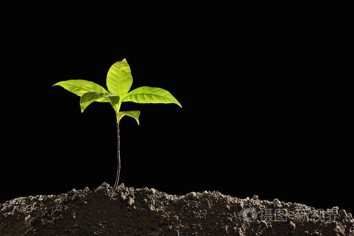 黑色背景土壤中生长出的绿芽