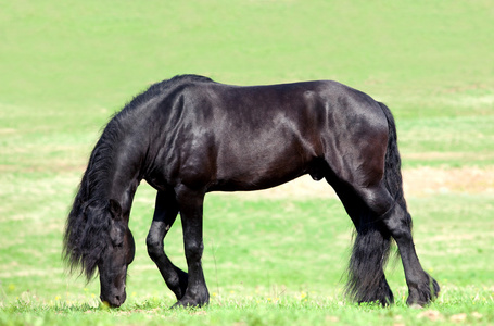 在字段中的黑色 friesian 马