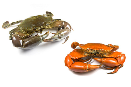 锯齿形的泥蟹泥螃蟹照片