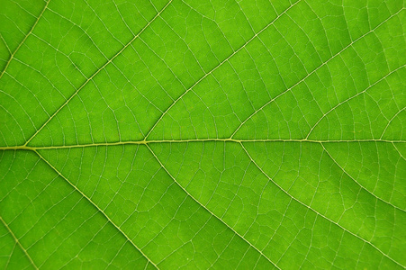 叶子的详细信息照片