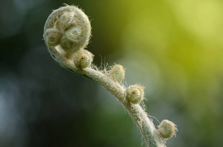 蕨类植物的新芽