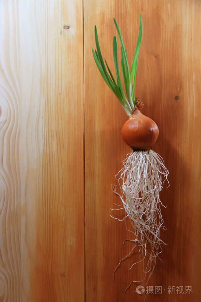 新鲜洋葱与绿色的树叶照片-正版商用图片04ciq9-摄图新视界