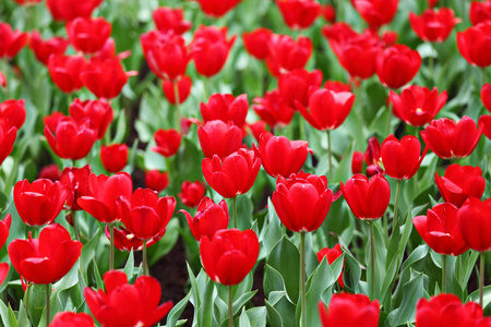 郁金香花卉字段中图片