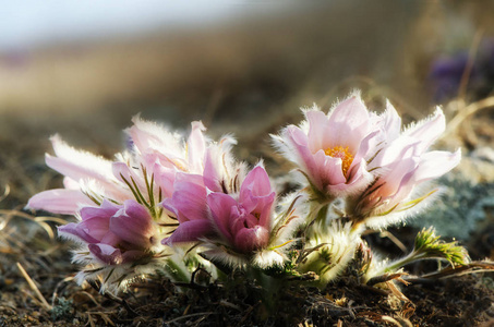 它生长野生和其开花是春天的第一迹象之一.俄罗斯西伯利亚照片
