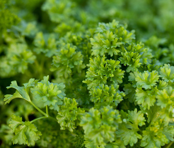 欧芹欧芹水彩花圈罗勒和欧芹薄荷, 百里香, 罗勒, 欧芹-芳香的厨房