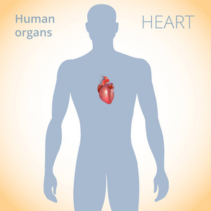 心脏的位置在身体, 人体循环系统