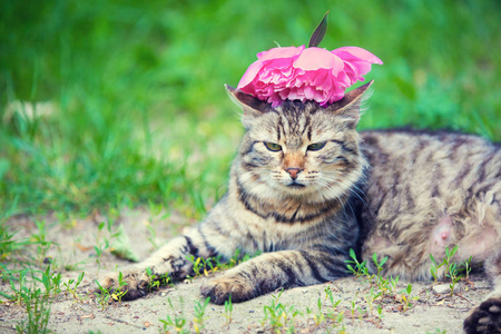 可爱的西伯利亚猫, 头上放着牡丹花, 夏天躺在户外的草地上