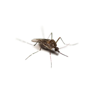 黑色淡色蚊子被隔离在白色背景上