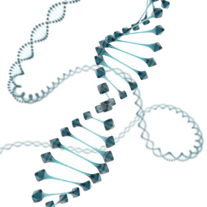 在白色背景上的 dna