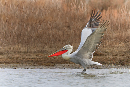 达尔马提亚电影Pelecanus crispus