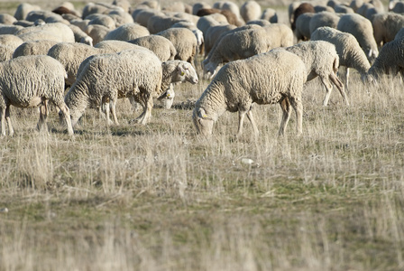 在字段中放牧绵羊
