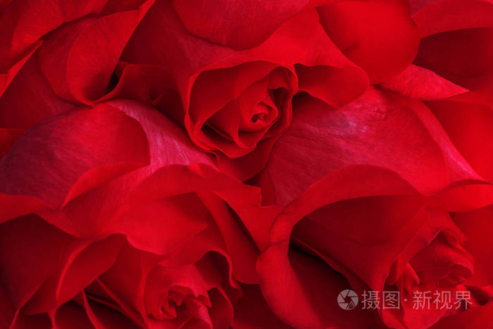 红色或鲜红玫瑰的花束特写花卉背景