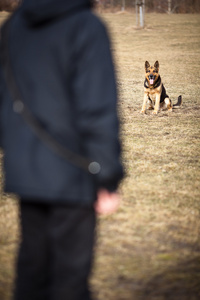 主人与狗听话 德国牧羊犬