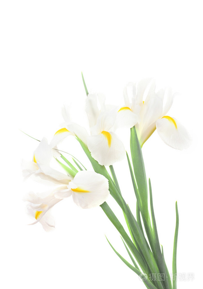 美丽的鸢尾花上白色隔离