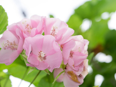 Dombeya 花白色背景上