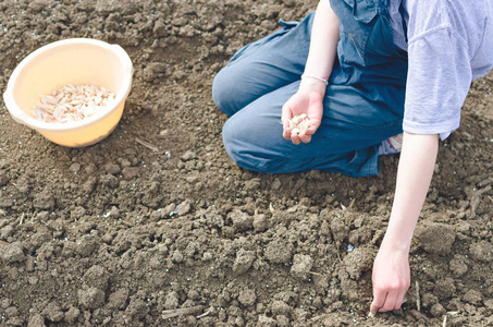 妇女农夫的手在有机菜园里播种洋葱, 在土壤中手工种植种子的关闭