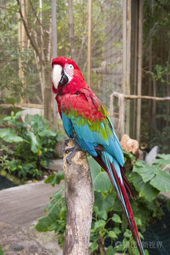红色和蓝色的鹦鹉