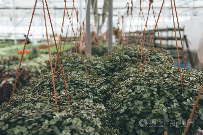 现代温室或花房 观赏植物的种植和生长种子 室内花卉苗圃照片 正版商用图片04cx63 摄图新视界