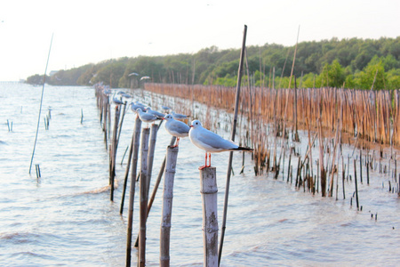 海鸥栖息