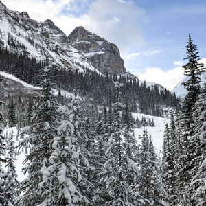 雪覆盖树木与山, 路易斯湖, 班夫国家公园, 艾伯塔省, 加拿大