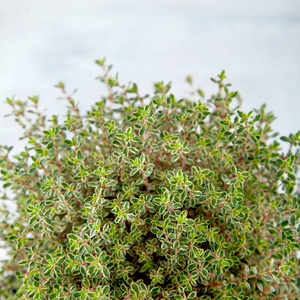 新鲜百里香草本植物接近白色背景