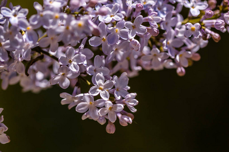 盛开的丁香花特写