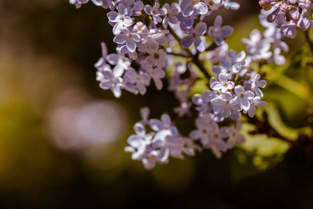 盛开的丁香花特写