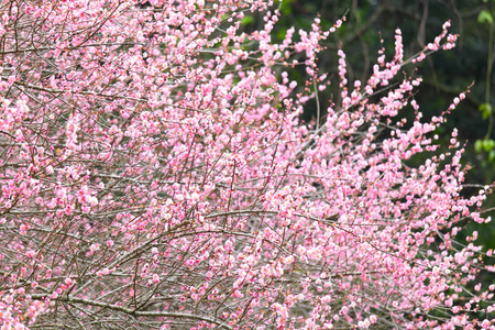 梅花花