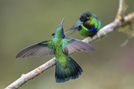 绿色紫耳蜂鸟 thalassinus, 来自中美洲森林的美丽的绿色蜂鸟, 哥斯达黎加