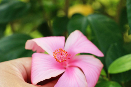 芙蓉花在美丽的大自然