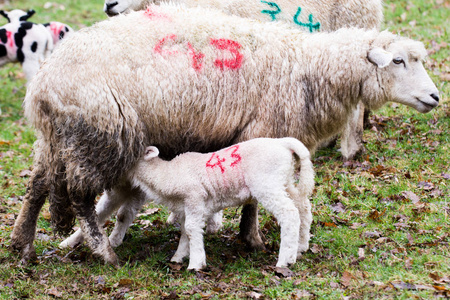 小羊羔和母亲在田野里, 羔羊从母亲那里喂养