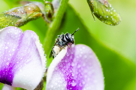 蜜蜂在宏绿色自然