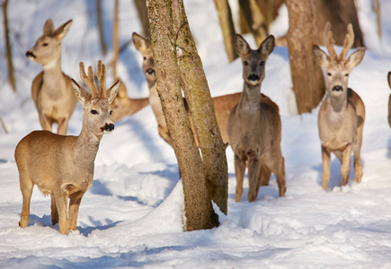在冬天下雪的森林里, 一群鹿在树间漫步