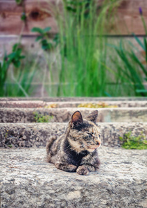 猫睡在水泥楼梯上